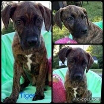 Plott Hound and Mixed Breed Dogs Available for Adoption in Tampa, Florida - Tiger | PetCurious