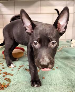 Tizzy -  Mixed Breed Dog for Adoption in Nashville, Tennessee - Tizzy | PetCurious