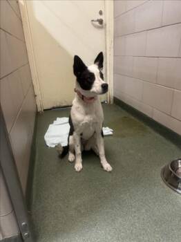 Mixed Breed Dogs Available for Adoption - BEATRIX | PetCurious