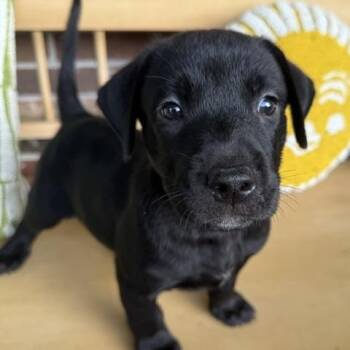 Hendrix Rocknroll -  Labrador Retriever and Husky Dog for Adoption in Andover, Massachusetts - Hendrix Rocknroll | PetCurious