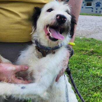 SCRUFFY 162-26 -  Wirehaired Terrier Dog for Adoption in Cambridge, Ohio - SCRUFFY 162-26 | PetCurious