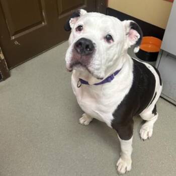 Reginald -  Mixed Breed Dog for Adoption in Merriam, Kansas - Reginald | PetCurious