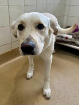 Labrador Retriever Dogs Available for Adoption in Derwood, Maryland - SUE | PetCurious