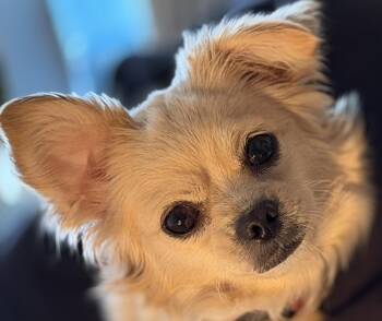 Chihuahua and Pekingese Dogs Available for Adoption - LUNA | PetCurious