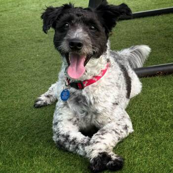 Dennis -  Schnoodle Dog for Adoption in Cedar Rapids, Iowa - Dennis | PetCurious