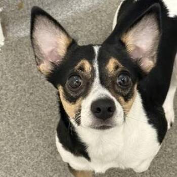 Rana -  Chihuahua Dog for Adoption in Worcester, Massachusetts - Rana | PetCurious