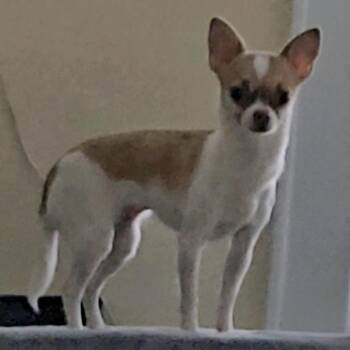Kate -  Chihuahua Dog for Adoption in Oceanside, New York - Kate | PetCurious