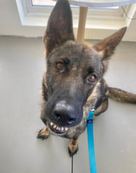 Rescue Shepherd and Mixed Breed Dogs for Adoption in Chapel Hill, North Carolina - LILA | PetCurious