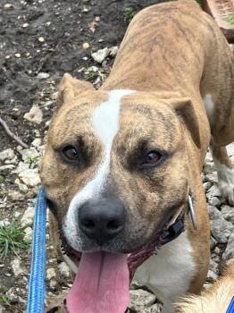 Mixed Breed Dogs Available for Adoption - CAM | PetCurious