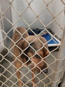 GEORGIA -  Black And Tan Coonhound and Mixed Breed Dog for Adoption - GEORGIA | PetCurious