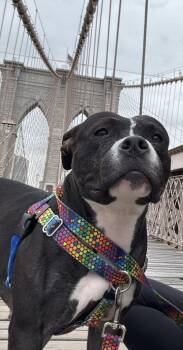 Ladybird -  Mixed Breed Dog for Adoption in New York, New York - Ladybird | PetCurious