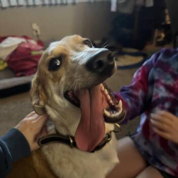 Rescue Australian Shepherd Dogs for Adoption in Pontiac, Michigan - **PLEASE READ FULL DESCRIPTION** Ruger | PetCurious