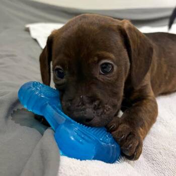 Fudge -  Mixed Breed Dog for Adoption in Pinellas Park, Florida - Fudge | PetCurious