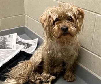 ROVER -  Terrier and Mixed Breed Dog for Adoption in Anchorage, Alaska - ROVER | PetCurious