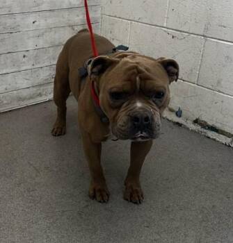 Pit Bull Terrier and American Bulldog Dogs Available for Adoption - CHAMP | PetCurious