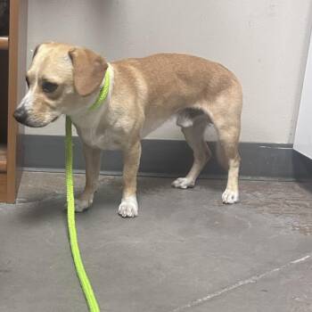 Comrad -  Beagle and Mixed Breed Dog for Adoption in Yuma, Arizona - Comrad | PetCurious