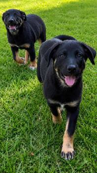 Dakota -  German Shepherd Dog Dog for Adoption in Inez, Texas - Dakota | PetCurious