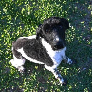 Standard Poodle Dogs Available for Adoption in Mobile, Alabama - Daisy Lou. (. Loving And Playful) | PetCurious