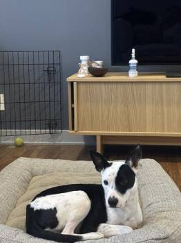 Thing 3 -  Mixed Breed Dog Available for Adoption in Atlanta, Georgia - Thing 3 | PetCurious