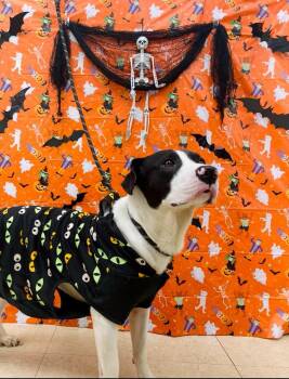 Rescue Hound Dogs for Adoption in Martinsville, Virginia - Bones | PetCurious