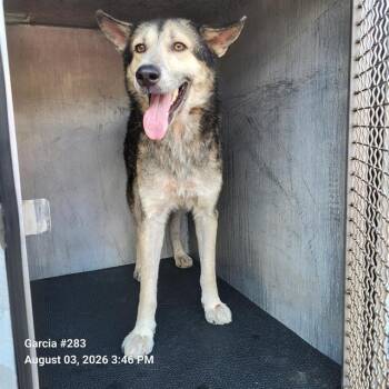 RYAN -  Husky Dog for Adoption in San Antonio, Texas - RYAN | PetCurious