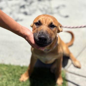 Gnash -  Pit Bull Terrier and Mixed Breed Dog for Adoption in Hawthorne, California - Gnash | PetCurious