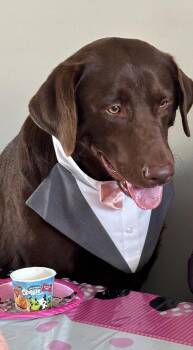 Brownny -  Chocolate Labrador Retriever Dog for Adoption in East Brunswick, New Jersey - Brownny | PetCurious