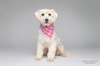Cherie -  Schnoodle and Maltese Dog for Adoption in Coppell, Texas - Cherie | PetCurious