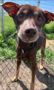 Miniature Pinscher Dogs Available for Adoption in Attica, Indiana - Gizmo | PetCurious