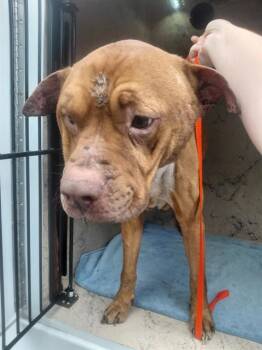 Pit Bull Terrier Dogs Available for Adoption in St. Cloud, Florida - BUDDA | PetCurious