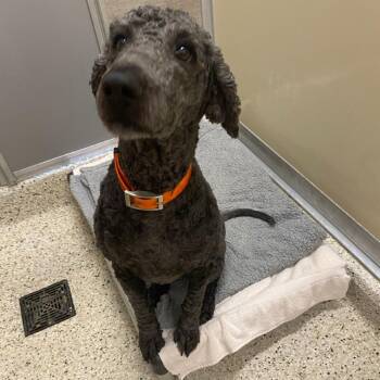 Standard Poodle Dogs Available for Adoption in Nashville, Indiana - Friday | PetCurious
