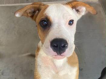PINECONE -  Australian Cattle Dog Blue Heeler and Labrador Retriever Dog for Adoption in Tustin, California - PINECONE | PetCurious