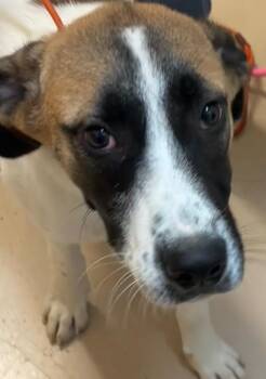 Oakley May -  Mixed Breed Dog for Adoption in Elizabethton, Tennessee - Oakley May | PetCurious