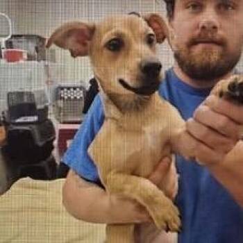 Sweetie -  Chihuahua and Yorkshire Terrier Dog for Adoption in Normal, Illinois - Sweetie | PetCurious