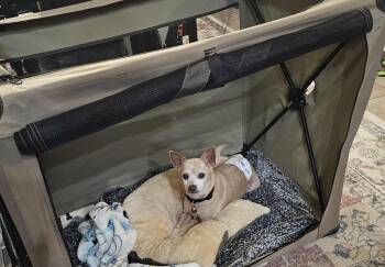 Rescue Chihuahua Dogs for Adoption in Oklahoma City, Oklahoma - Corky | PetCurious