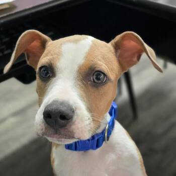 SCOOBY -  Pit Bull Terrier and Mixed Breed Dog for Adoption in Holton, Kansas - SCOOBY | PetCurious