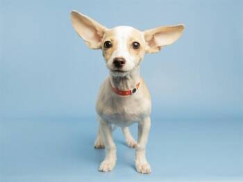 DUMBO -  Chihuahua Dog for Adoption in Phoenix, Arizona - DUMBO | PetCurious