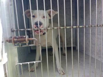 CHANEL -  American Staffordshire Terrier Dog for Adoption in Fort Lauderdale, Florida - CHANEL | PetCurious