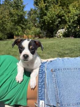 Jack -  Chihuahua and Terrier Dog for Adoption in Sunnyvale, California - Jack | PetCurious