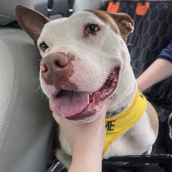 Mixed Breed Dogs Available for Adoption in Philadelphia, Pennsylvania - Brownie Townz | PetCurious