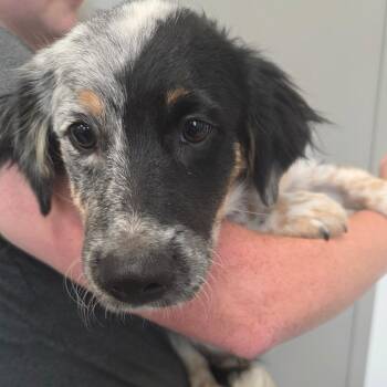 Clove -  Terrier and Mixed Breed Dog for Adoption in Sand Springs, Oklahoma - Clove | PetCurious