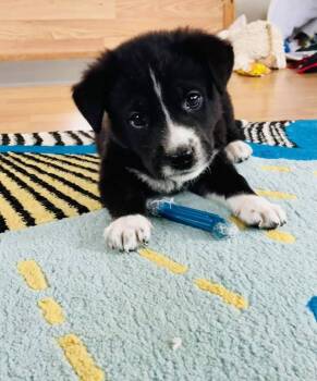 Great Pyrenees Dogs Available for Adoption in Milton, Delaware - Poppycock | PetCurious