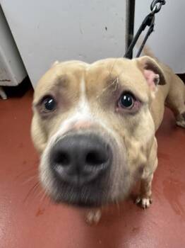 Simba -  Pit Bull Terrier and Bully Dog Available for Adoption in Salisbury, Maryland - Simba | PetCurious
