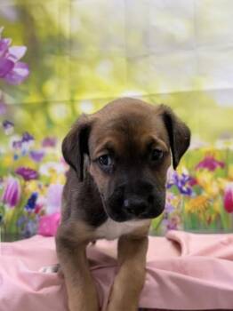 Leafeon -  Shepherd and Mixed Breed Dog for Adoption in San Antonio, Texas - Leafeon | PetCurious