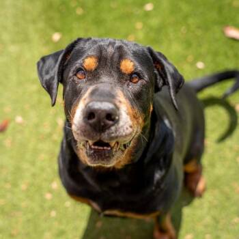 Rottweiler and Shar Pei Dogs Available for Adoption in Gainesville, Georgia - Moose | PetCurious