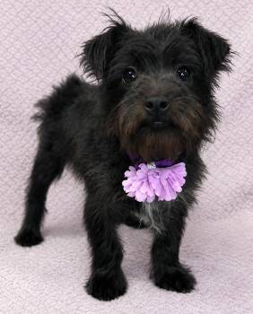 Dutchess- Ducky -  Chihuahua and Yorkshire Terrier Dog for Adoption in Lodi, California - Dutchess- Ducky | PetCurious