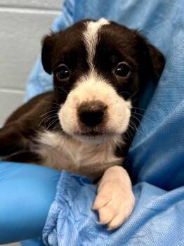 Mixed Breed Dogs Available for Adoption - Bangchan | PetCurious