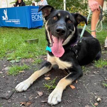 Rescue Mixed Breed and Shepherd Dogs for Adoption in Chicago, Illinois - Laura | PetCurious