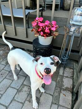 Mixed Breed Dogs Available for Adoption in Douglas, Massachusetts - Madelyn  | PetCurious