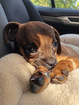 Sweet Pea -  Pug and Mixed Breed Dog for Adoption in Coachella, California - Sweet Pea | PetCurious
